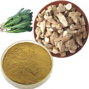 板蓝根提取物,Isatis Root Extract