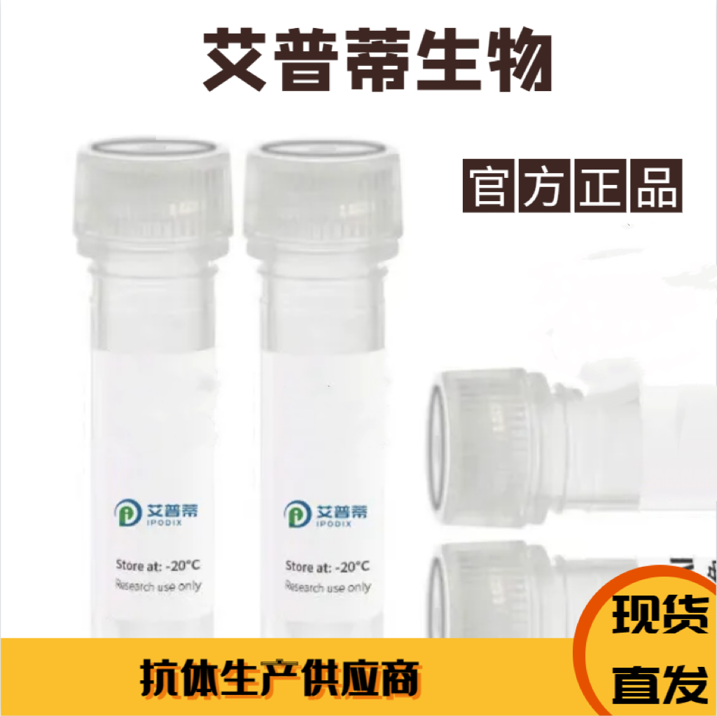 SHC4抗体；SHC4 antibody,SHC4 antibody