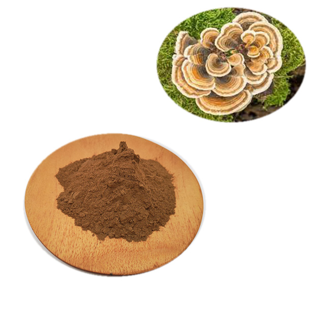 云芝提取物,Turkey Tail Mushroom Extract