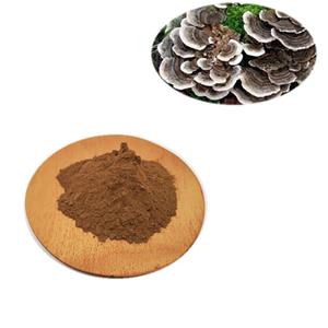 云芝提取物,Turkey Tail Mushroom Extract