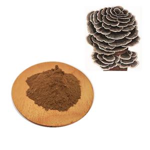 云芝提取物,Turkey Tail Mushroom Extract