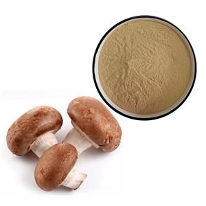 香菇提取物,Shiitake Mushroom extract