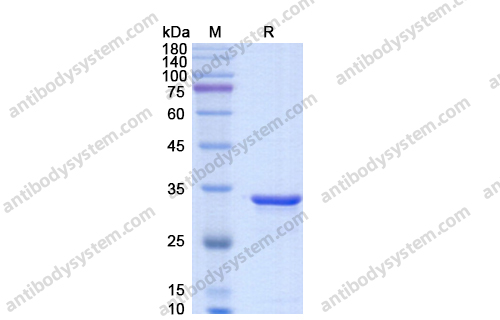 免疫球蛋白特異性IdeS蛋白酶,IdeS Protease (IgG specific)