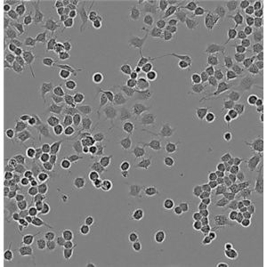 Kasumi-3人骨髓白血病细胞,Kasumi-3