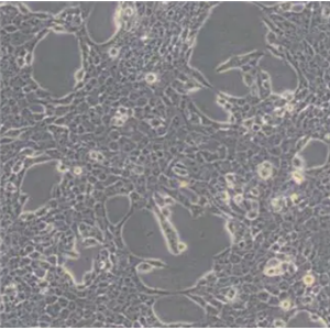 Bio-73125人胰腺癌细胞 