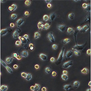 311 果蝇胚胎细胞