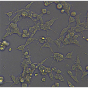 小鼠原代阴道黏膜上皮细胞,Bio-137457