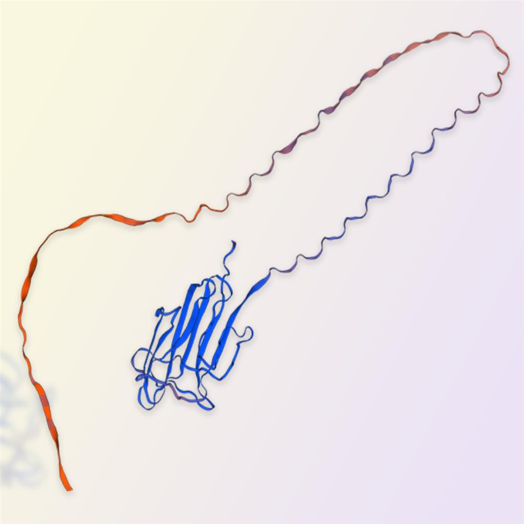 Adiponectin蛋白,Adiponectin