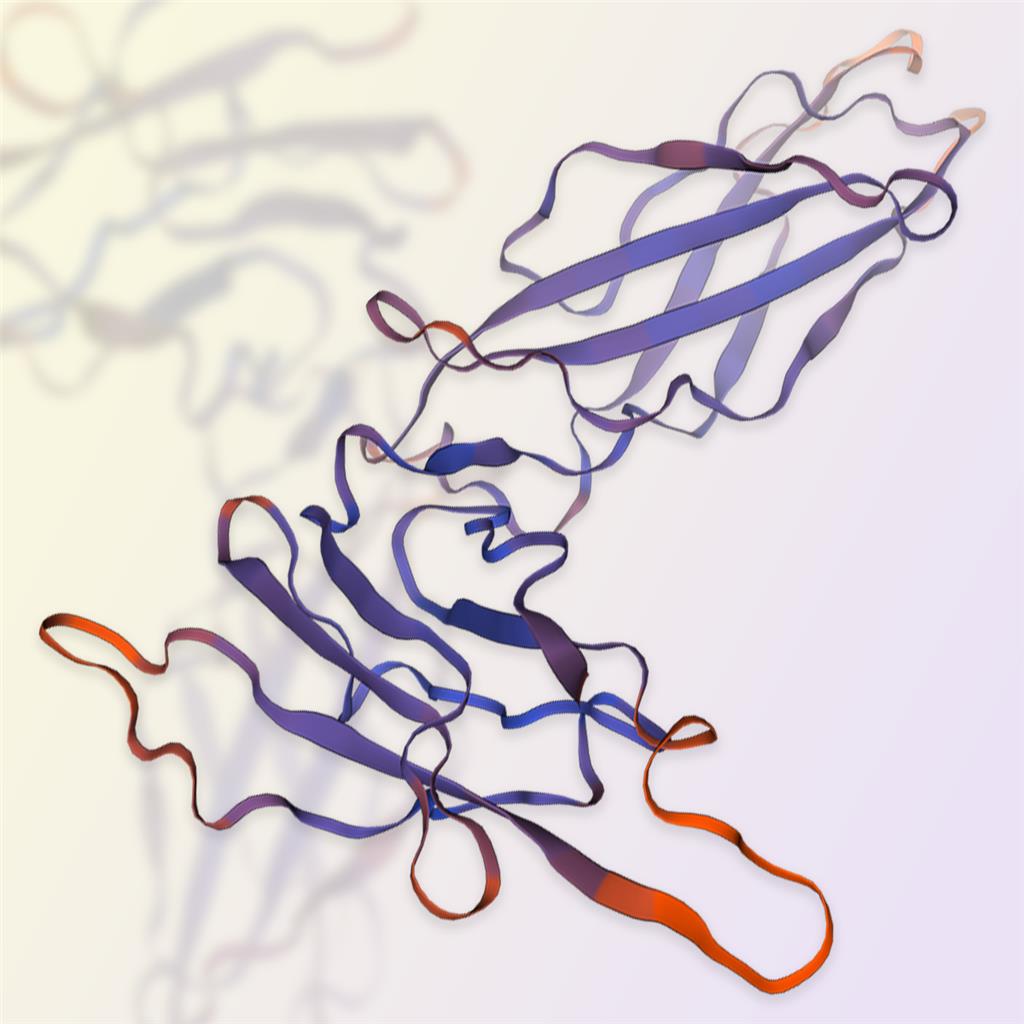 Growth Hormone R蛋白,Growth Hormone R