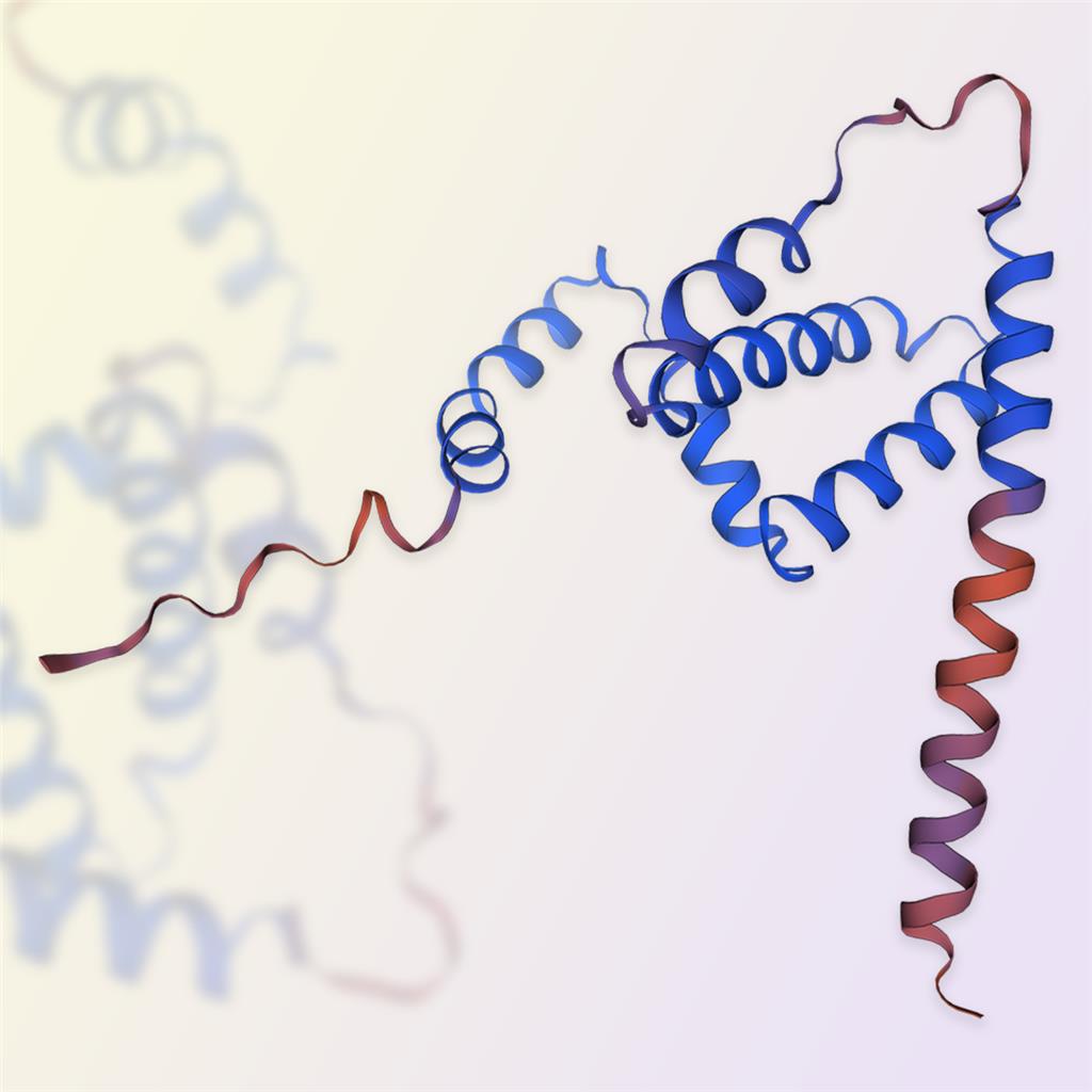 IFN-γ蛋白,IFN-gamma