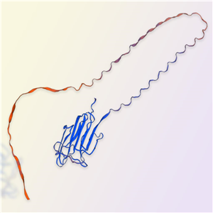 脂联素Adiponectin蛋白-ACROBiosystems百普赛斯