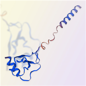 CCL22/MDC蛋白-ACROBiosystems百普赛斯