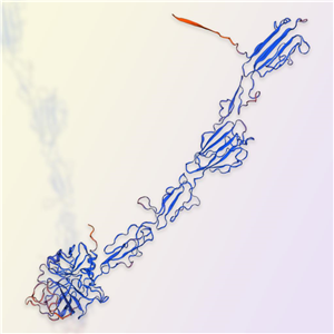 补体C1S蛋白（Complement C1s）-ACROBiosystems百普赛斯