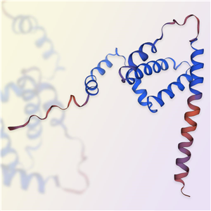 IFN-γ蛋白,IFN-gamma