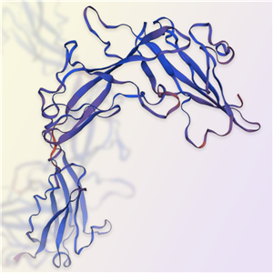 IL-1R1蛋白-ACROBiosystems百普赛斯