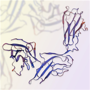 IL-1 RAcP重组蛋白，ACROBiosystems百普赛斯