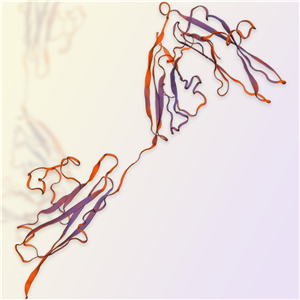 白介素1受体/IL1RL1重组蛋白，ACROBiosystems百普赛斯