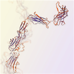 VEGF R3蛋白-ACROBiosystems百普赛斯