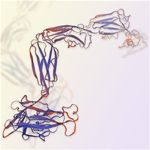 VEGFR1重組蛋白，ACROBiosystems百普賽斯