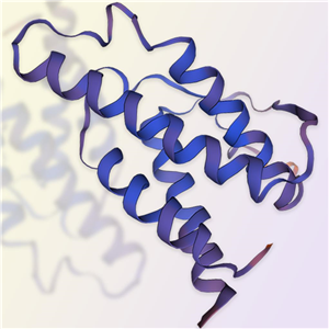 重组人白介素IL-4蛋白-ACROBiosystems百普赛斯