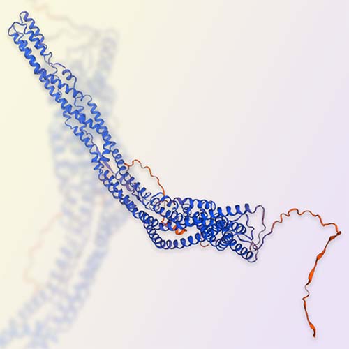 CD133蛋白,CD133
