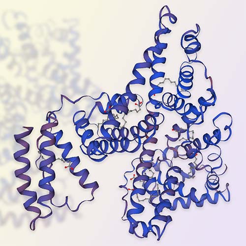 人血清白蛋白,Serum Albumin