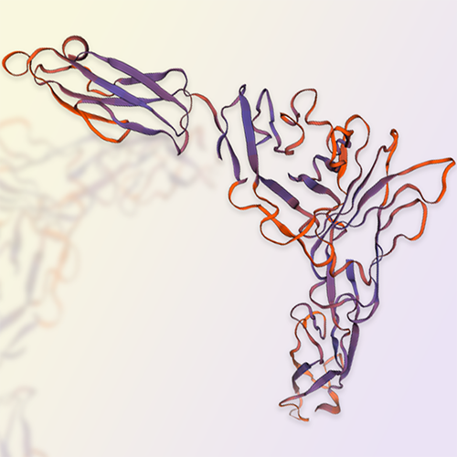 CD84蛋白,CD84