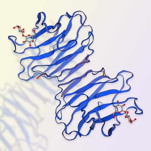 Galectin-1蛋白,Galectin-1