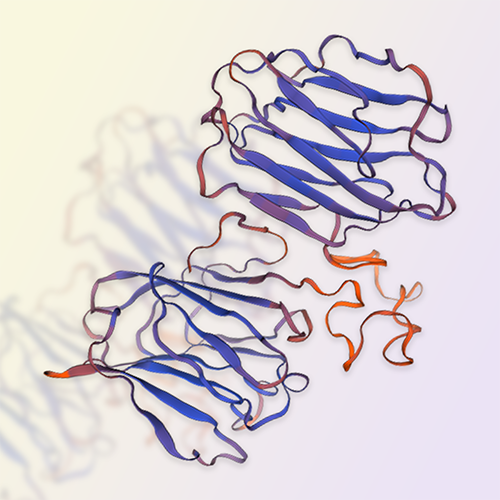 Galectin-4蛋白,Galectin-4