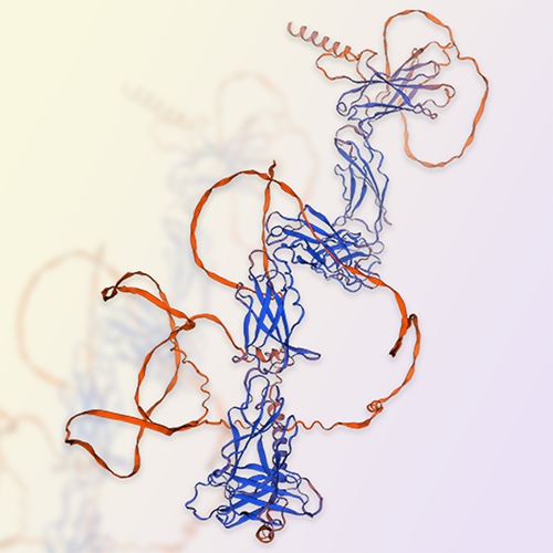 瘦素受体蛋白,Leptin R