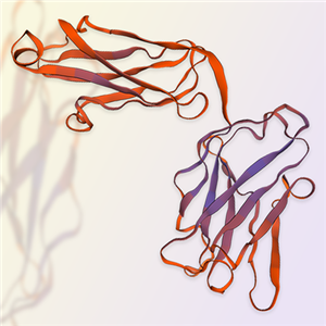 Siglec-15重组蛋白-ACROBiosystems百普赛斯