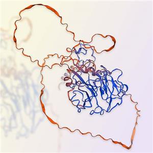 Vitronectin蛋白,Vitronectin