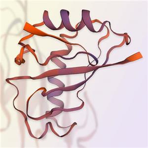 重组人Mucin-1/MUC-1蛋白-ACROBiosystems百普赛斯