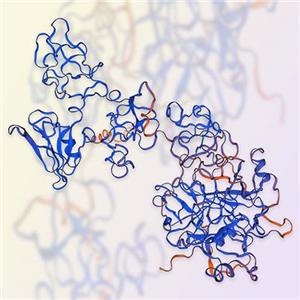 肝细胞生长因子/HGF重组蛋白，ACROBiosystems百普赛斯