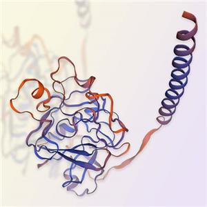 FGL1重组蛋白，ACROBiosystems百普赛斯