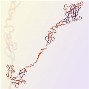 重组人DLL3蛋白-ACROBiosystems百普赛斯