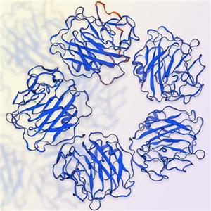 C反应蛋白,C-reactive protein