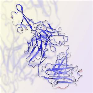 CXCL4重组蛋白-ACROBiosystems百普赛斯