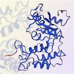 CD38重组蛋白，ACROBiosystems百普赛斯