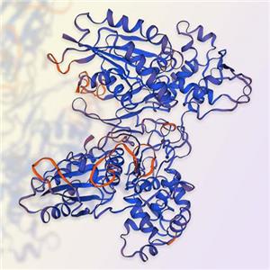 CD39重组蛋白，ACROBiosystems百普赛斯