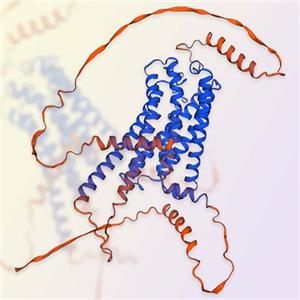 CNR1蛋白-ACROBiosystems百普赛斯