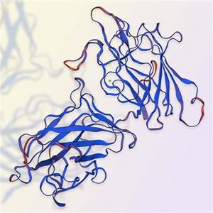 DDR1重组蛋白，ACROBiosystems百普赛斯