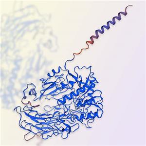 DPPIV重组蛋白，ACROBiosystems百普赛斯