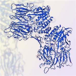 重组人FAP蛋白-ACROBiosystems百普赛斯