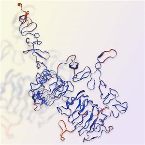 人表皮生长因子受体-2 HER2蛋白