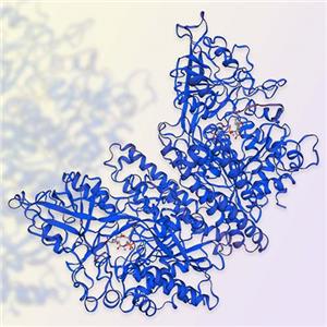 重组人PSMA/FOLH1蛋白-ACROBiosystems百普赛斯