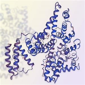 重组人血清白蛋白Serum Albumin 百普赛斯