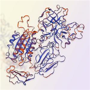 C2补体蛋白Complement C2-ACROBiosystems百普赛斯