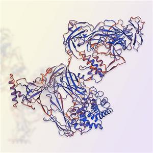 补体C5/Complement C5重组蛋白，ACROBiosystems百普赛斯