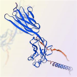 重组人B7-H4蛋白-ACROBiosystems百普赛斯